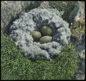 Image of Eider Nest and Three Eggs